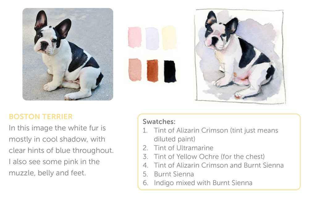 Pet colors guide