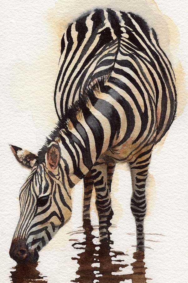 Watercolor Zebra