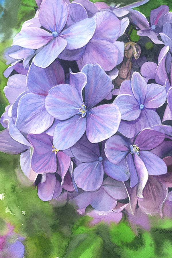 Watercolor Hydrangea